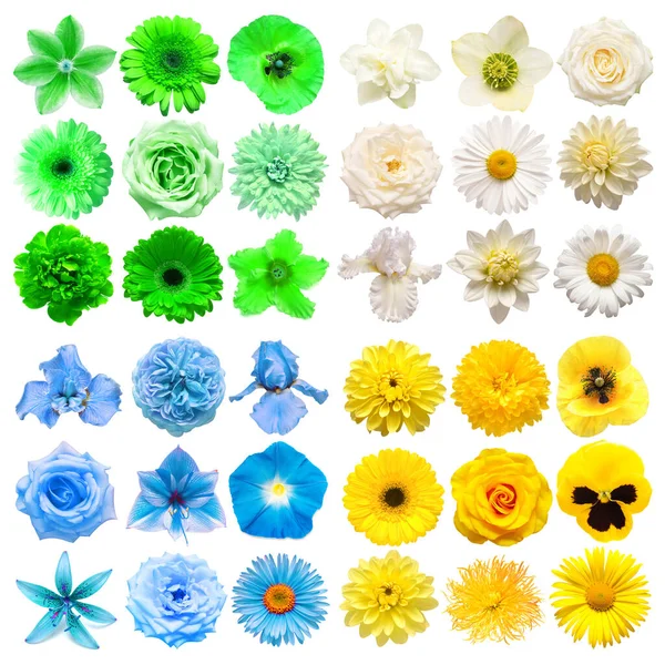 Duży Zbiór Różnych Kwiatów Głowy Biały Żółty Zielony Niebieski Izolowane — Zdjęcie stockowe