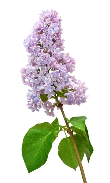 Syringa Lilac Blüten Isoliert Auf Weißem Hintergrund — Stockfoto