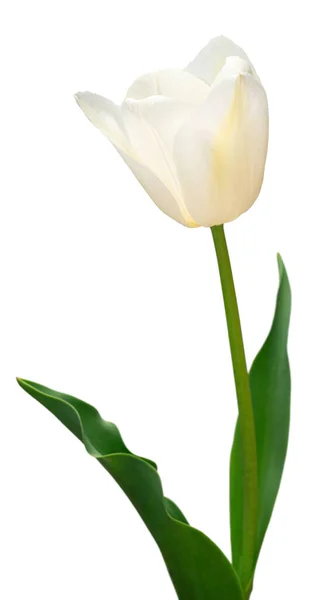 白い背景に白チューリップの花を孤立させます ガーデンビジネスにおける広告やパッケージデザインのための美しい組成物 フラットレイアウト トップビュー — ストック写真