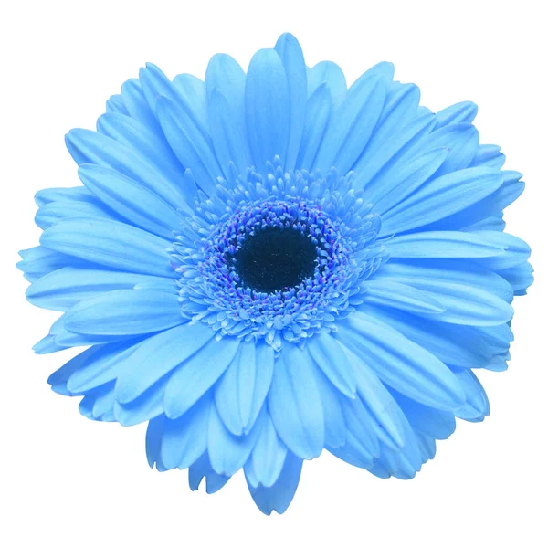 Flor Gerbera Azul Isolado Fundo Branco Deitado Plano Vista Superior — Fotografia de Stock