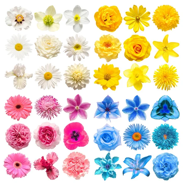 Nagy Gyűjtemény Különböző Fejvirágok Rózsaszín Fehér Kék Sárga Elszigetelt Fehér — Stock Fotó