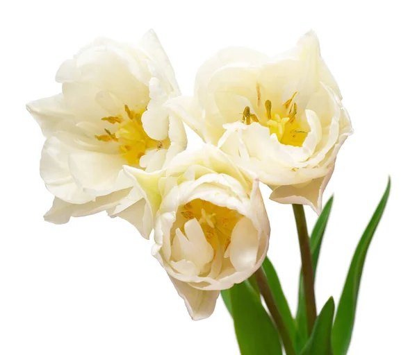白い背景に孤立した花束白いチューリップの花 ガーデンビジネスにおける広告やパッケージデザインのための美しい組成物 フラットレイアウト トップビュー ロイヤリティフリーのストック画像