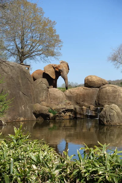 Asheboro Usa Março 2019 Elefante Zoológico Carolina Norte Entrando Para — Fotografia de Stock