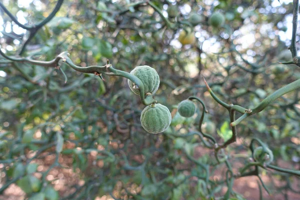 Poncirus Trifoliata 也被称为哈迪橙灌木的植物 — 图库照片