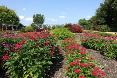 Colorful Plant Beds and Blooming Flowers in a Raleigh, North Carolina Garden