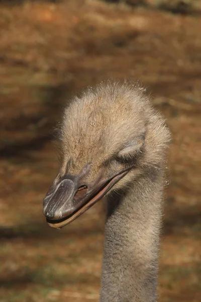 Ostrich Shows Its Long Eyelashes Its Eyes Closed — Stock Photo, Image