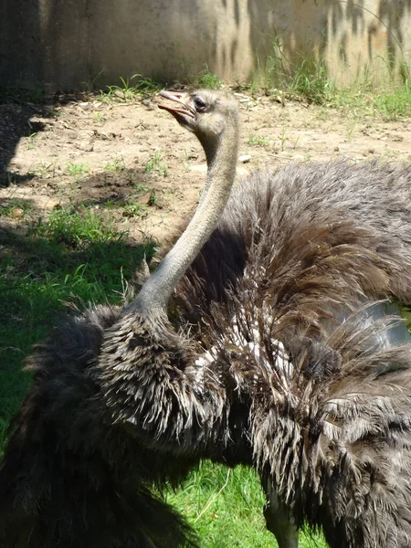 Ostrich Flaunting Its Feathers — Stock Photo, Image