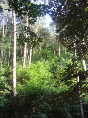 Pyatigorsk, Rusya 'daki bir orman parkında çam ağaçları ve çalılar.