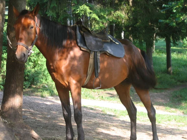 Cheval Dans Parc Dans Ville Pyatigorsk — Photo