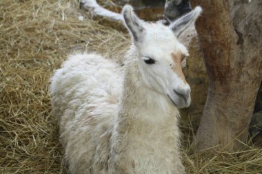 Hayvanat bahçesinde beyaz bir lama, Kahire 'den İskenderiye' ye giderken..