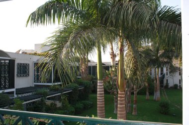 Kahire. Otelin avlusunda palmiye ağaçları ve güzel yeşil bitkiler var..