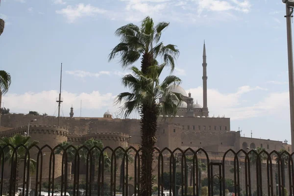 Cairo Palm Tree Background Citadel Fortress Saladin Center City — Stock Photo, Image