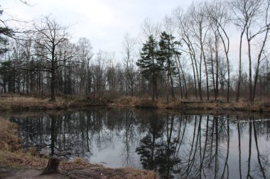 St. Petersburg 'daki Forest Park, Kasım. Büyük bir gölet ve kıyılarında büyüyen ağaçlar..