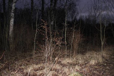 St. Petersburg 'daki Forest Park, Kasım. Sonbahar ormanında bir gece. Çalılıklar, kurumuş çimenler, ağaçlar..