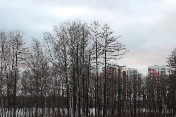 Sint Petersburg Bomen Een Bospark Een Rivier Hoge Woongebouwen Aan — Stockfoto