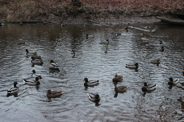 Forest Park São Petersburgo Novembro Pequeno Rio Patos Nadando Nele — Fotografia de Stock