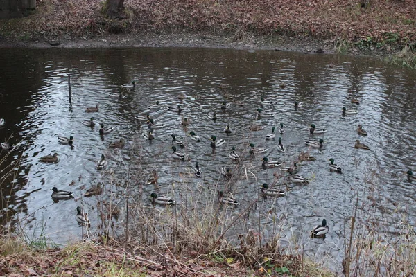 Waldpark Petersburg November Ein Kleiner Fluss Und Darin Schwimmende Enten — Stockfoto