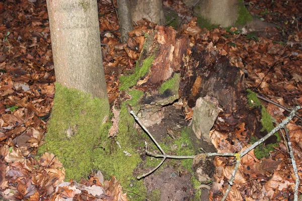 상트페테르부르크의 나무줄기 이끼로 뒤덮인 쓰러진 — 스톡 사진