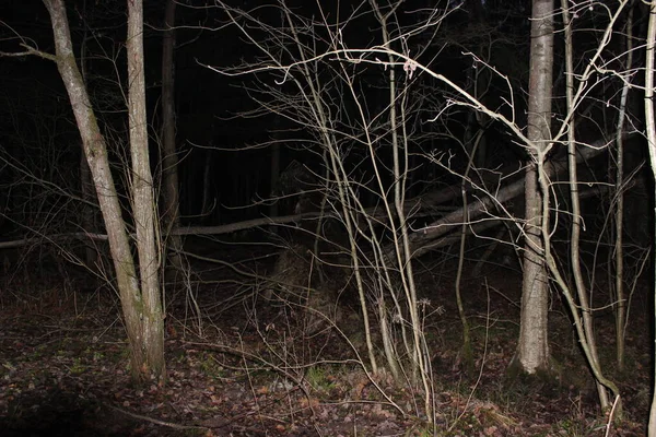 Forest Park Petersburg November Een Nacht Het Herfstbos Grasboomstammen Omgevallen — Stockfoto