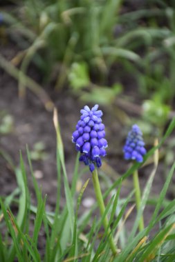Mor tarla çiçekleri ve bulanık otlar.