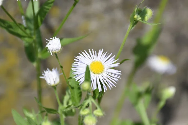 Λευκό Λουλούδι Στο Επίκεντρο Θολή Φόντο — Φωτογραφία Αρχείου