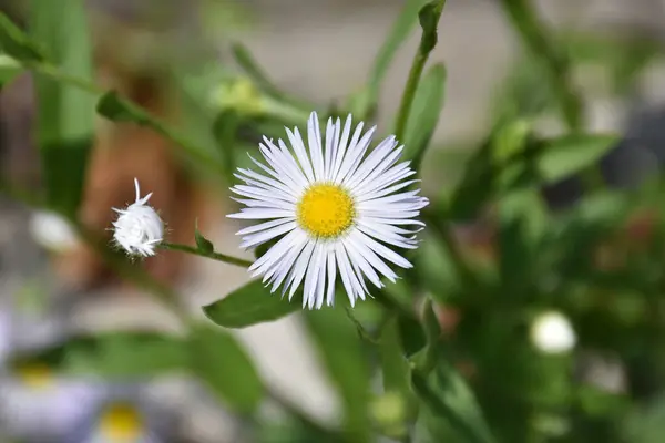 Pétales Blancs Avec Bourgeon Blanc Fond Flou — Photo