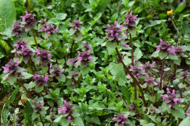 Çimenlerdeki tarla bitkileri ve leylak çiçekleri.