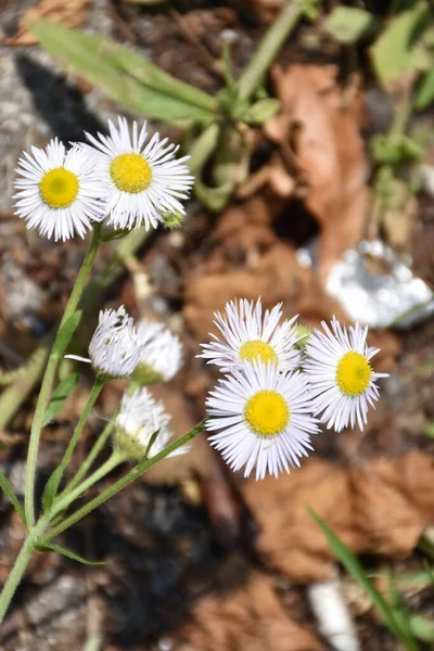 Marguerite Avec Fond Flou Feuilles Flétries — Photo