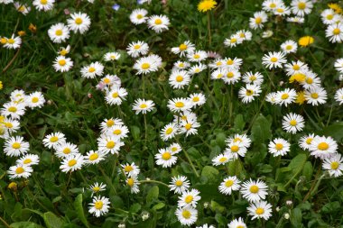 Çayırdaki çiçeklerin sarı ve beyaz çiçekleri