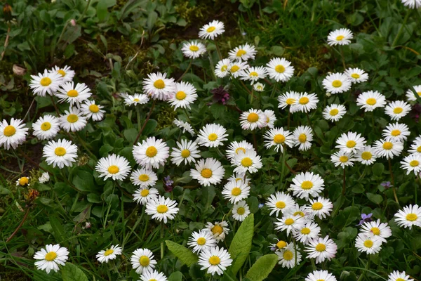 Várias Flores Campo Com Ervas Plantas Medicinais Margaridas — Fotografia de Stock