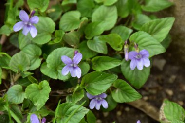 Bahar çiçekleri, çiçekler ve menekşe yaprakları