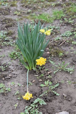 Sarı nergis çiçekleri, bitkinin genç yeşil yaprakları ve iki sarı tomurcuğu. Arka planda çamurlu toprak.