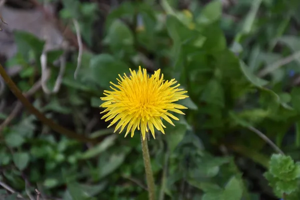 Πικραλίδα Λουλούδι Λεπτό Και Μακρύ Κίτρινο Πέταλα — Φωτογραφία Αρχείου