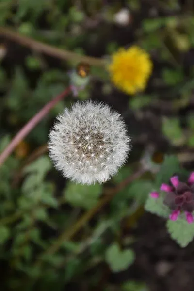 Rund Vit Boll Maskros Frön Och Suddig Grön Naturlig Bakgrund — Stockfoto