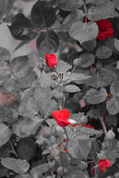 Wassertropfen Auf Den Grauen Blättern Der Rose Der Mitte Leuchtend — Stockfoto