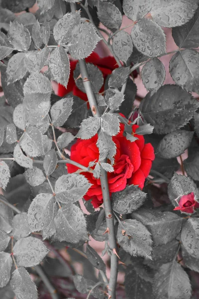 Rosas Vermelhas Com Folhas Cinzentas Gotas Água Nas Folhas — Fotografia de Stock