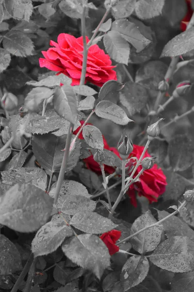 Der Mitte Leuchten Rote Blüten Und Graue Rosenknospen Wassertropfen Auf — Stockfoto