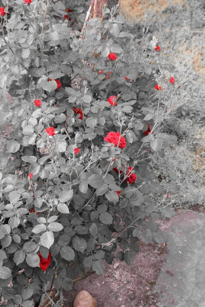 Fiori Rosa Rossa Con Sfondo Grigio Foglia Rosa — Foto Stock