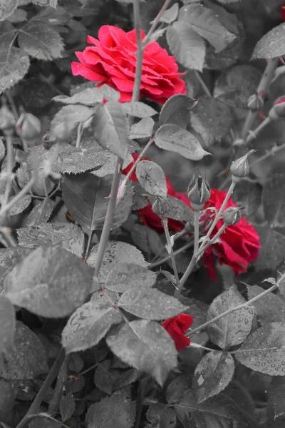 Kontrast Rote Rosenblüten Mit Hintergrund Aus Grauen Nassen Rosenblättern — Stockfoto