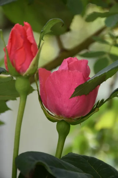 Seite Seite Ein Paar Roter Rosenblüten — Stockfoto