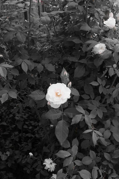 双色调的照片 丛林中白玫瑰花 叶色灰白 背景灰暗 — 图库照片