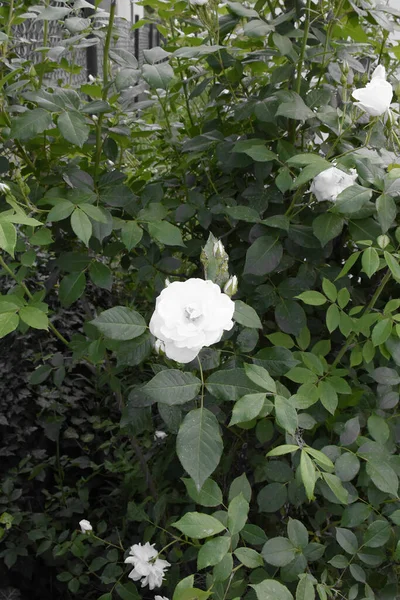 Weiße Rosenblüten Busch Mit Grünen Blättern Und Grünem Gartenhintergrund — Stockfoto