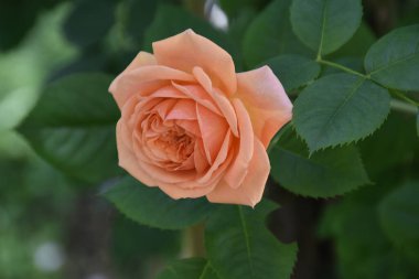 Nazik gül çiçeği kadife yapraklarla kaplanır. Doğal yeşil arkaplan