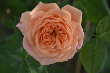 Kadife bir gül çiçeği, kayısı renginde, arka planda bulanık yeşil yaprakları olan.