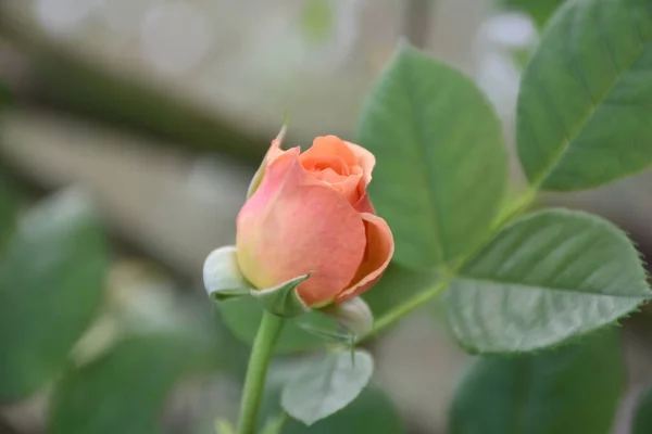 一种天鹅绒的玫瑰芽 背景上有模糊的绿叶 — 图库照片