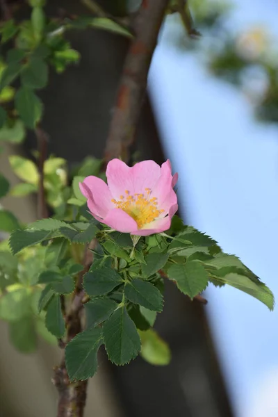Eine Kleine Rosa Hagebuttenblüte Mit Jungen Blättern Unklarer Hintergrund — Stockfoto