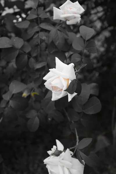 Drei Weiße Rosenblüten Senkrecht Rahmen Angeordnet Grauer Retro Hintergrund — Stockfoto