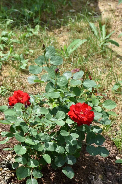 Ein Rosenstrauch Mit Zwei Leuchtend Roten Blüten Und Ein Paar — Stockfoto