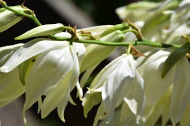 İnce yeşil bir dal üzerinde toplanmış beyaz sümbül çiçekleri.