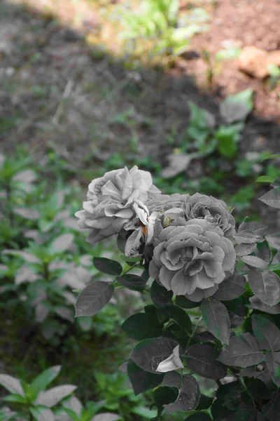 Die Abstrakte Erscheinung Von Grauen Blüten Und Rosenblättern Auf Einem — Stockfoto